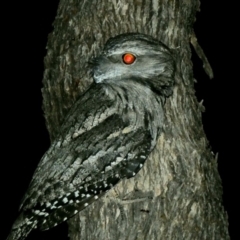 Podargus strigoides (Tawny Frogmouth) at Federal Golf Course - 12 Mar 2020 by Ct1000