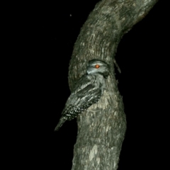 Podargus strigoides at Red Hill, ACT - 12 Mar 2020