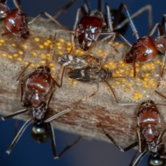 Acizzia acaciaedecurrentis (Early Green Wattle Psyllid) at Bruce, ACT - 7 Mar 2013 by Bron