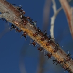 Acizzia acaciaedecurrentis at Bruce, ACT - 8 Mar 2013