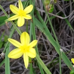 Tricoryne elatior at Kambah, ACT - 10 Mar 2020