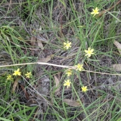 Tricoryne elatior at Kambah, ACT - 10 Mar 2020