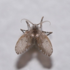 Clogmia albipunctata (Bathroom Moth Fly) at Evatt, ACT - 10 Mar 2020 by TimL