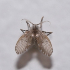 Psychodidae sp. (family) (Moth Fly, Drain Fly) at Evatt, ACT - 10 Mar 2020 by TimL