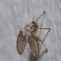 Psychodidae sp. (family) at Evatt, ACT - 10 Mar 2020