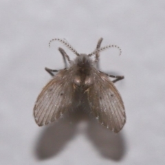 Psychodidae sp. (family) at Evatt, ACT - 10 Mar 2020