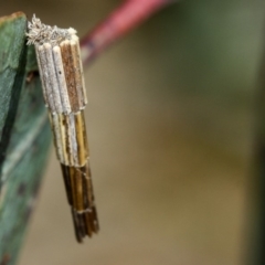 Lepidoscia arctiella (Tower Case Moth) at Bruce, ACT - 8 Mar 2013 by Bron