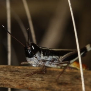 Macrotona australis at Bruce, ACT - 8 Mar 2013 11:14 AM