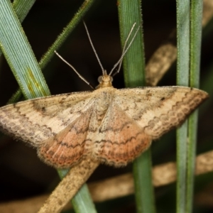 Scopula rubraria at Bruce, ACT - 8 Mar 2013