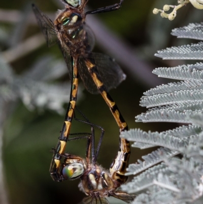 Hemicordulia australiae (Australian Emerald) at Bruce, ACT - 8 Mar 2013 by Bron