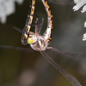 Hemicordulia australiae at Bruce, ACT - 8 Mar 2013