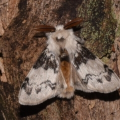 Iropoca rotundata (Iropoca rotundata) at Paddys River, ACT - 10 Nov 2018 by GlennCocking