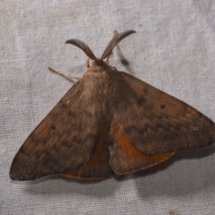 Chenuala heliaspis (Rose Anthelid) at Hackett, ACT - 15 Apr 2018 by GlennCocking