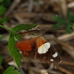 Vanessa itea (Yellow Admiral) at Bruce Ridge to Gossan Hill - 8 Mar 2013 by Bron