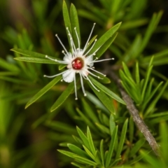 Kunzea ericoides (Burgan) at Bruce, ACT - 23 Nov 2013 by Bron