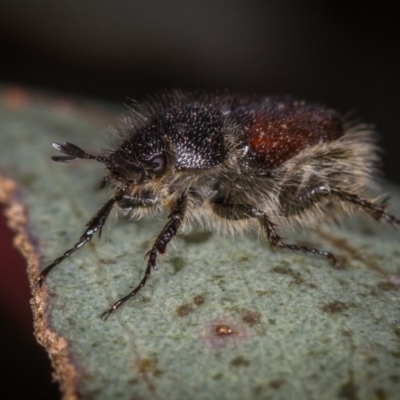 Liparetrus sp. (genus) (Chafer beetle) at Bruce, ACT - 23 Nov 2013 by Bron