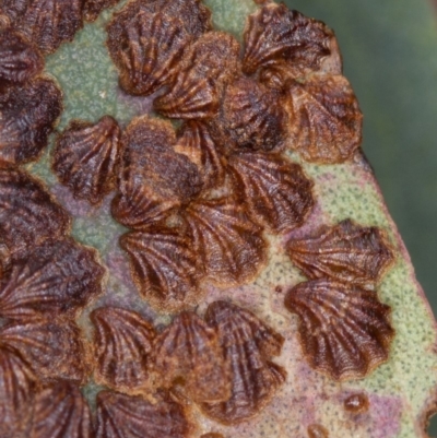 Spondyliaspis plicatuloides (Shell Lerps) at Bruce, ACT - 23 Nov 2013 by Bron