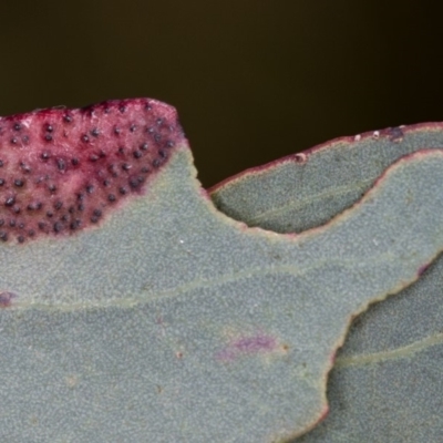 Eucalyptus insect gall at Bruce, ACT - 23 Nov 2013 by Bron