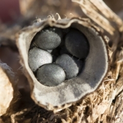 Cyathus stercoreus (Bird's nest fungus) at Illilanga & Baroona - 12 Mar 2020 by Illilanga