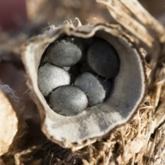 Cyathus stercoreus (Bird's nest fungus) at Michelago, NSW - 12 Mar 2020 by Illilanga