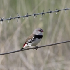 Stagonopleura guttata (Diamond Firetail) at Illilanga & Baroona - 1 Mar 2020 by Illilanga