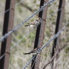 Stizoptera bichenovii (Double-barred Finch) at Illilanga & Baroona - 1 Mar 2020 by Illilanga