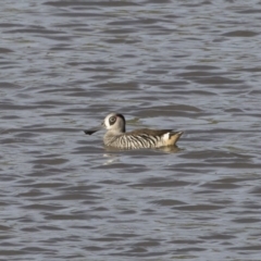 Malacorhynchus membranaceus (Pink-eared Duck) at Michelago, NSW - 1 Mar 2020 by Illilanga