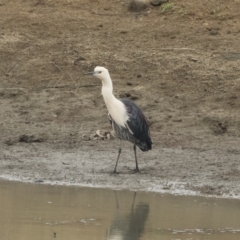 Ardea pacifica (White-necked Heron) at Illilanga & Baroona - 17 Jan 2020 by Illilanga