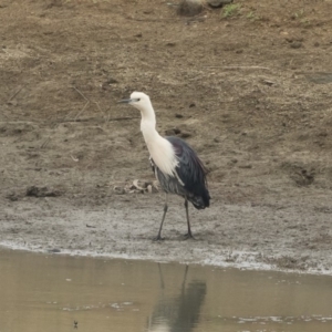 Ardea pacifica at Michelago, NSW - 17 Jan 2020