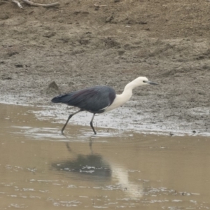 Ardea pacifica at Michelago, NSW - 17 Jan 2020