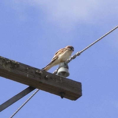 Falco cenchroides (Nankeen Kestrel) at Michelago, NSW - 8 Oct 2009 by Illilanga