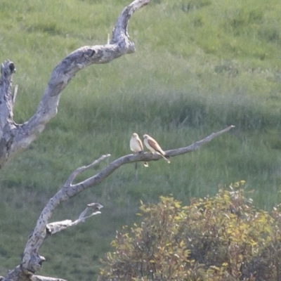 Falco cenchroides (Nankeen Kestrel) at Michelago, NSW - 17 Oct 2010 by Illilanga