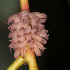 Paropsis atomaria (Eucalyptus leaf beetle) at Bruce Ridge to Gossan Hill - 23 Nov 2011 by Bron