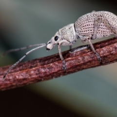 Merimnetes oblongus (Radiata pine shoot weevil) at Bruce, ACT - 23 Nov 2013 by Bron