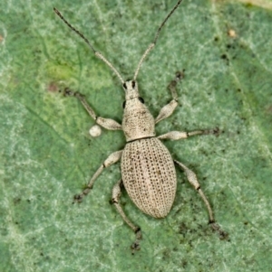 Merimnetes oblongus at Bruce, ACT - 23 Nov 2013