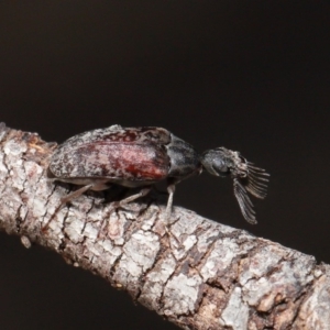 Ptilophorus sp. (genus) at Hackett, ACT - 10 Mar 2020