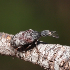 Ptilophorus sp. (genus) at Hackett, ACT - 10 Mar 2020