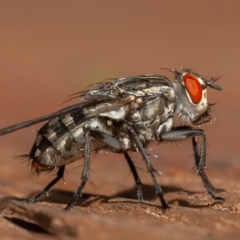 Sarcophagidae sp. (family) (Unidentified flesh fly) at Symonston, ACT - 12 Mar 2020 by rawshorty