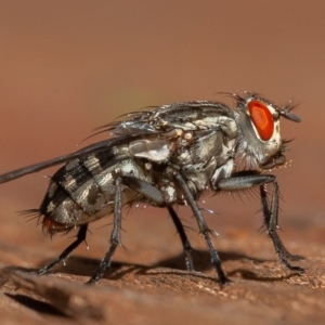 Sarcophagidae sp. (family) at Symonston, ACT - 13 Mar 2020