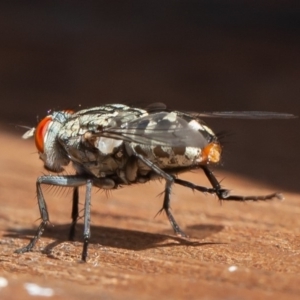 Sarcophagidae (family) at Symonston, ACT - 13 Mar 2020 10:21 AM