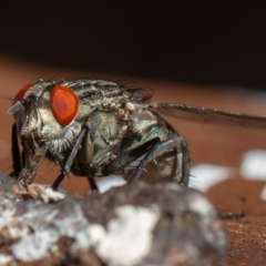 Sarcophagidae sp. (family) at Symonston, ACT - 13 Mar 2020