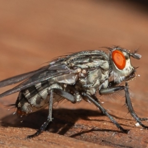 Sarcophagidae sp. (family) at Symonston, ACT - 13 Mar 2020