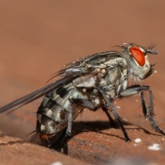 Sarcophagidae sp. (family) at Symonston, ACT - 13 Mar 2020