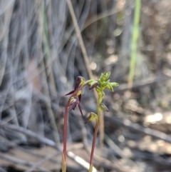 Corunastylis clivicola (Rufous midge orchid) - 1 Jan 1900 by MattM