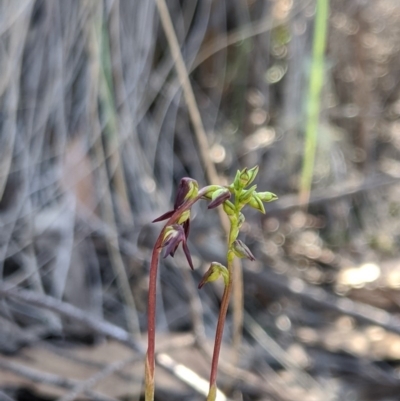Corunastylis clivicola (Rufous midge orchid) - 1 Jan 1900 by MattM