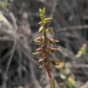 Corunastylis clivicola at Denman Prospect, ACT - 13 Mar 2020