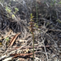 Corunastylis clivicola at Denman Prospect, ACT - suppressed