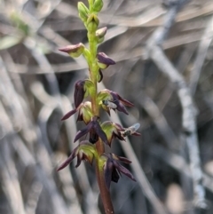 Corunastylis clivicola at Denman Prospect, ACT - 13 Mar 2020