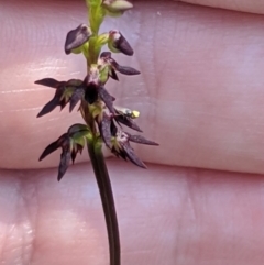 Corunastylis clivicola at Denman Prospect, ACT - suppressed