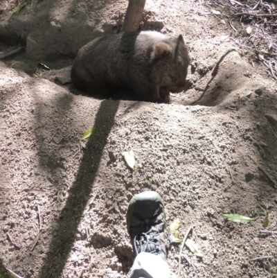 Vombatus ursinus (Common wombat, Bare-nosed Wombat) at Black Range, NSW - 13 Mar 2020 by MatthewHiggins